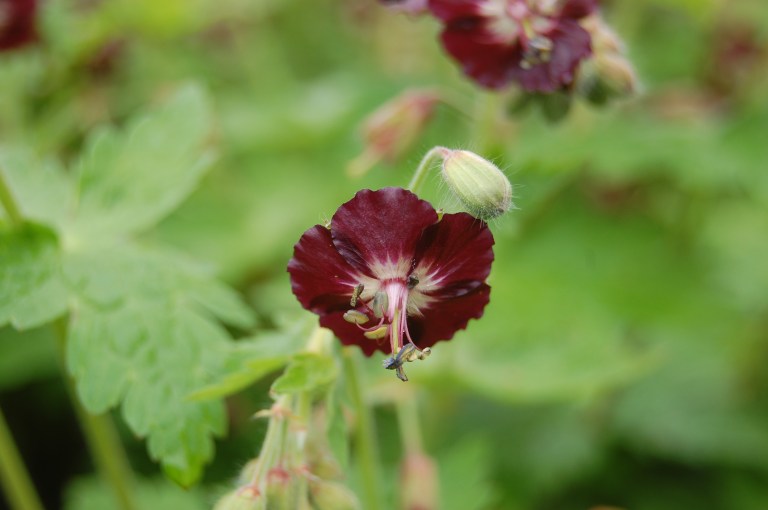 geranium-phaeum-flower
